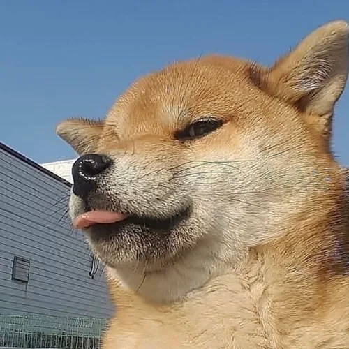 콩콩