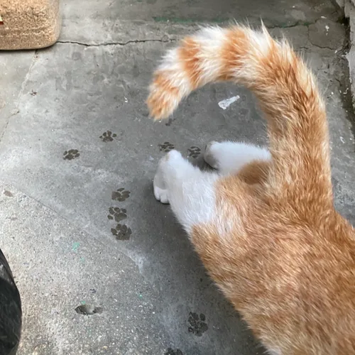푸딩