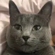 애옹