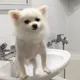 복돌이와행복한시간