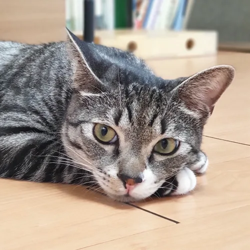 뇸뇸