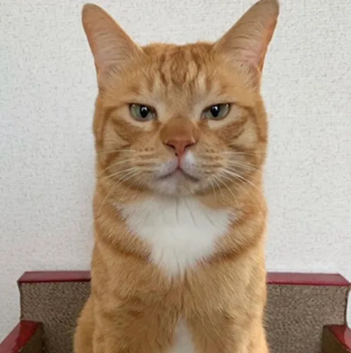 양양이