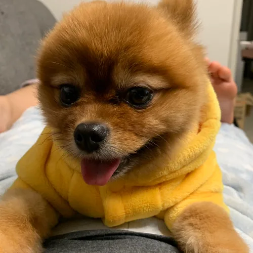 링링