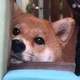 파카