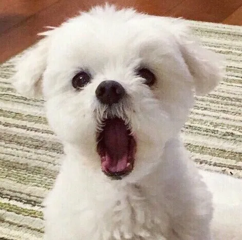 힇힇