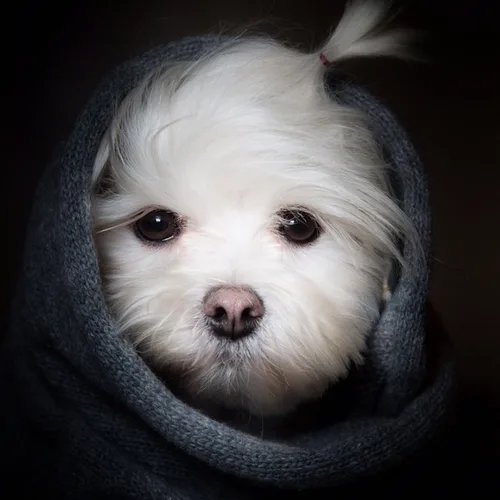 오뚝이