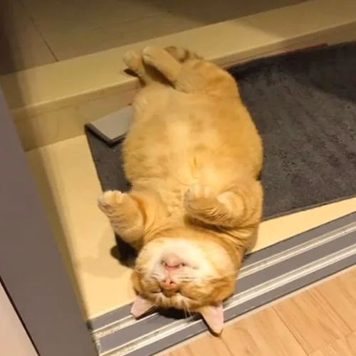 소네야