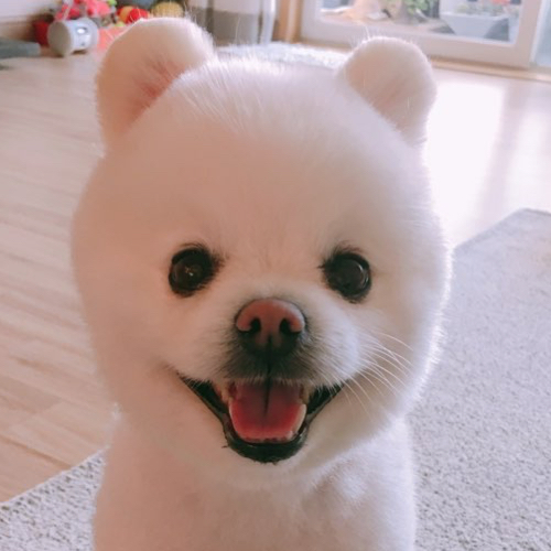 이모찌