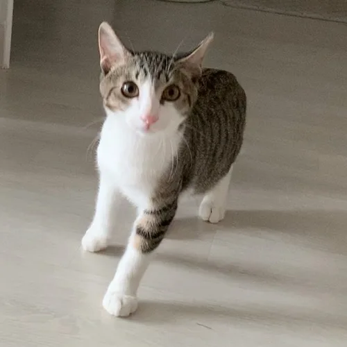 정달이