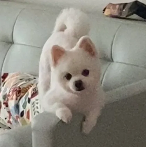 튼튼이