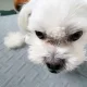 도순