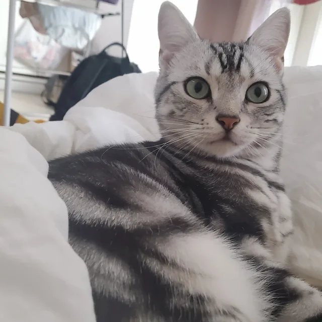 포레