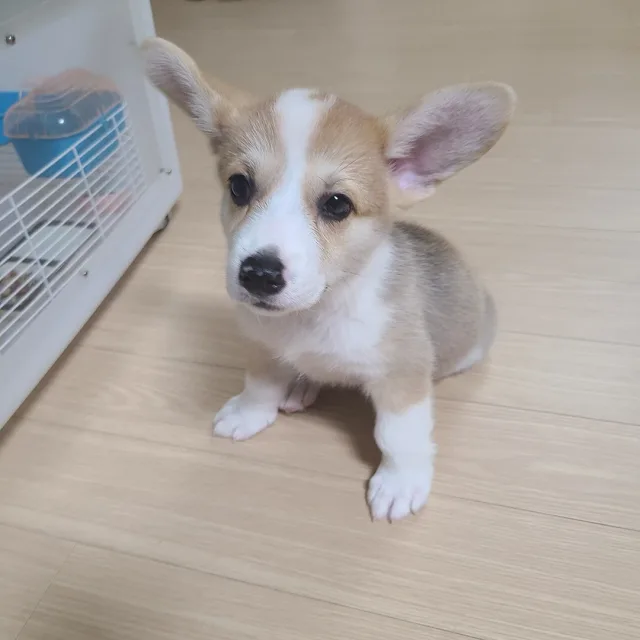 사또