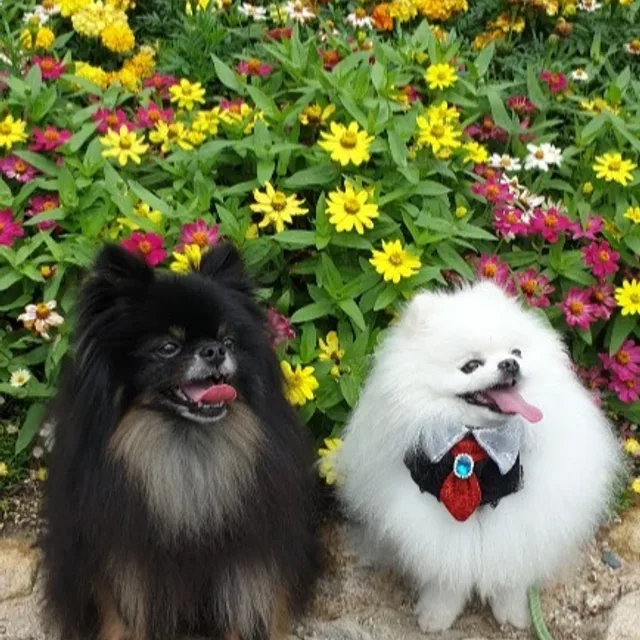 두부몽