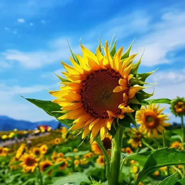 진주