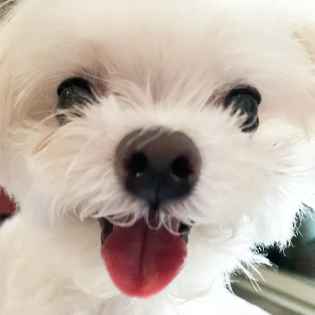 오하하오