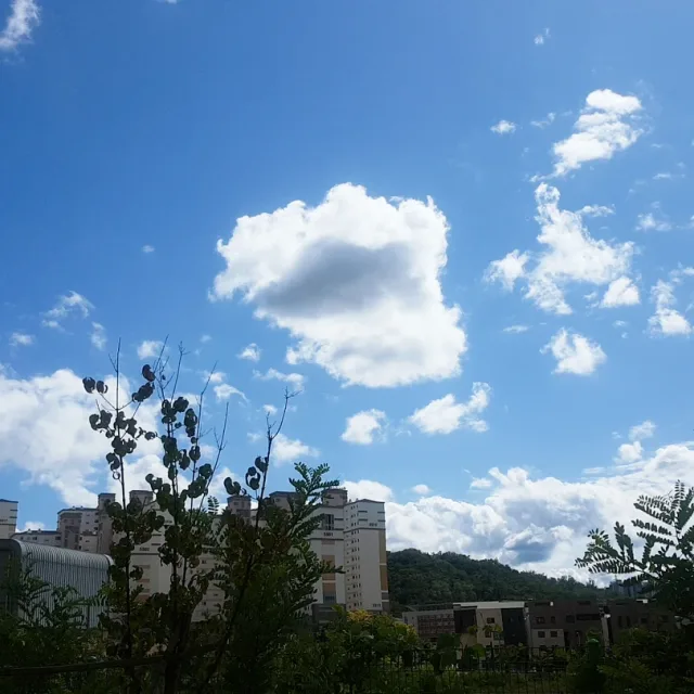 미미찡
