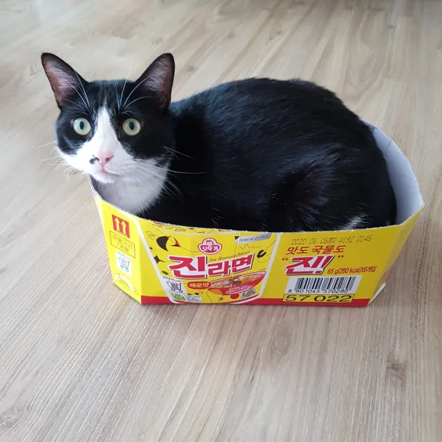 젤리빈