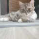 해피주니