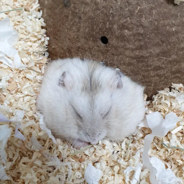 보울