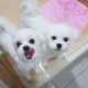호징감자