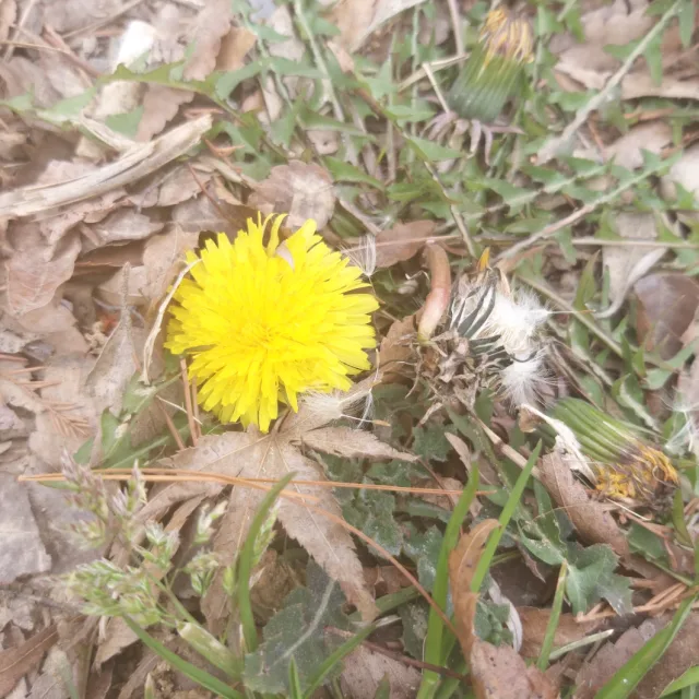 들꽃