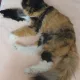 고양이노이