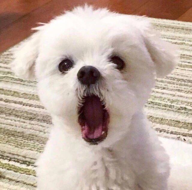 우히히