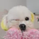 토끼미피
