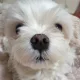 센아