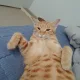 꼬꼬니코코니