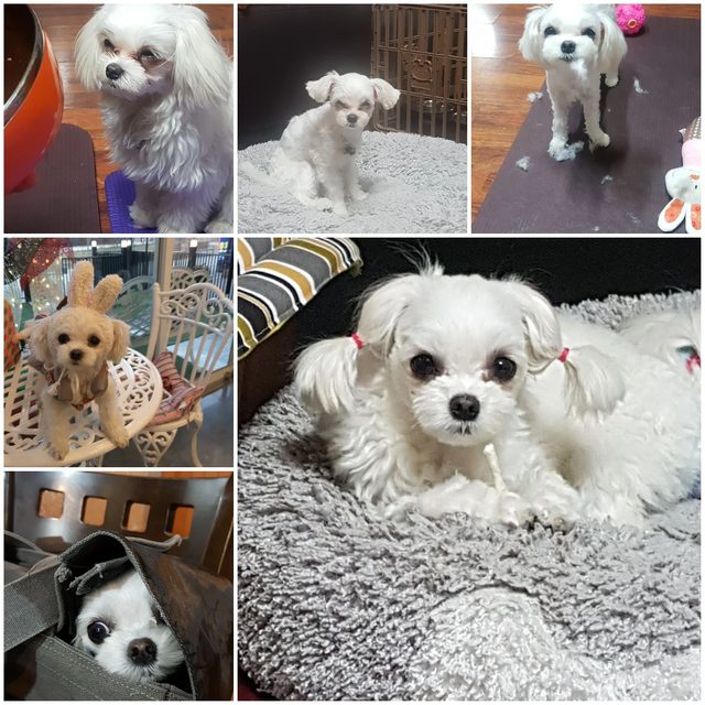 코코공쥬