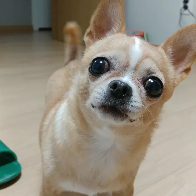 예쁜초롱이