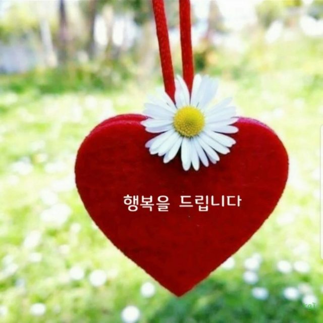 데이지