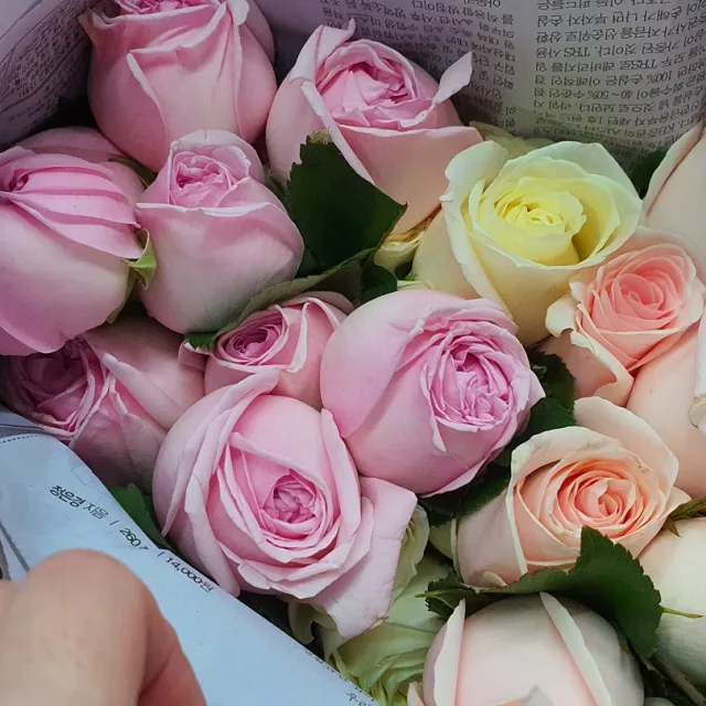 날아라펭귄