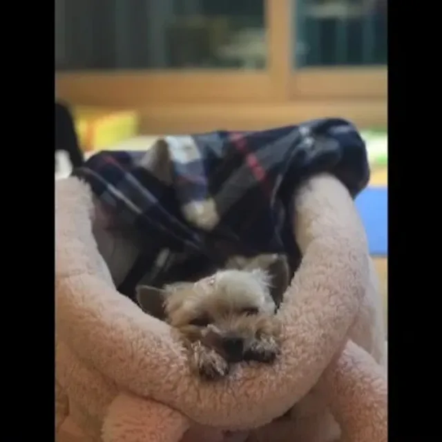 빤고탱