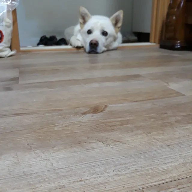 포켓몽