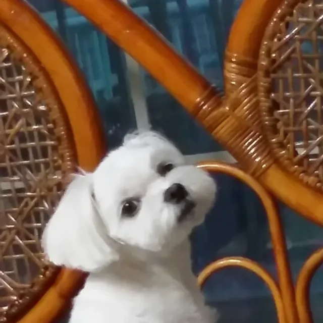 당근투유