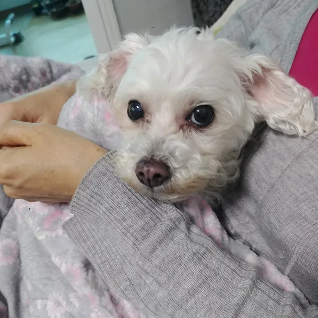 쓰라