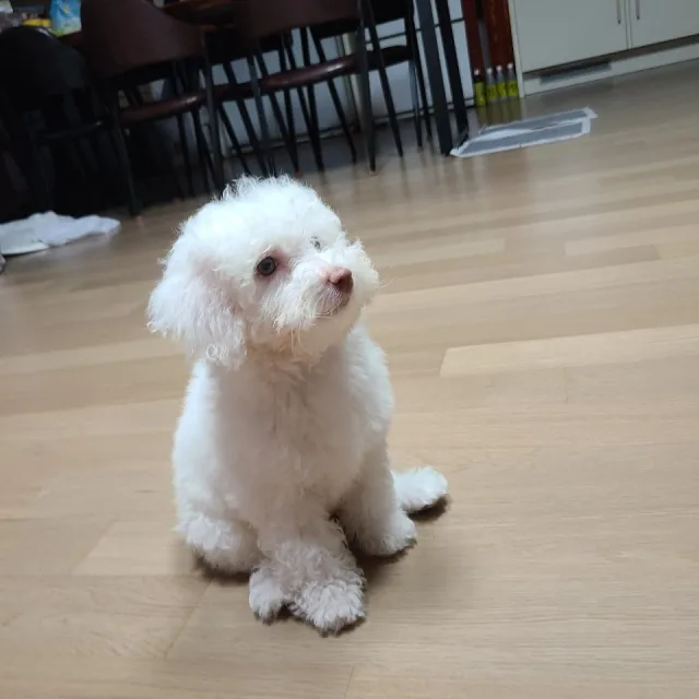 두부이모