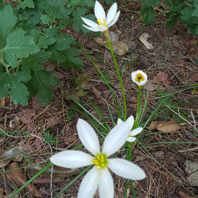 자유인