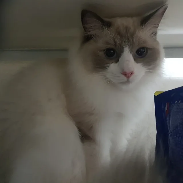 헿헿