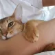 카리