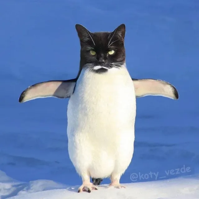 귄카