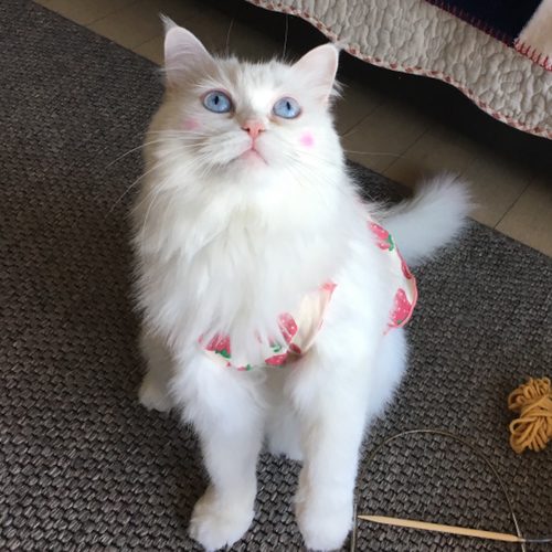 코니