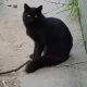 캣용
