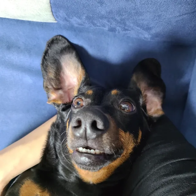 뇽뉴