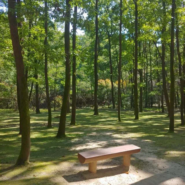행복나무