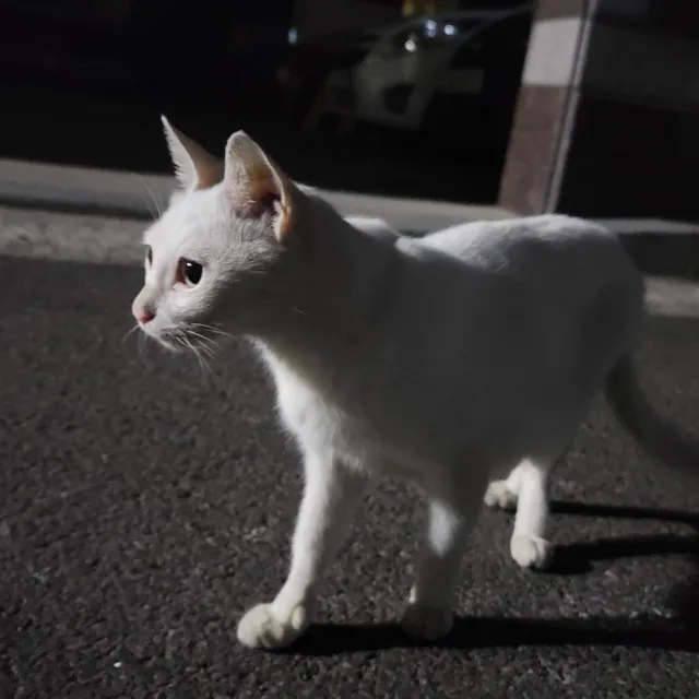 도비