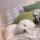 주똥이